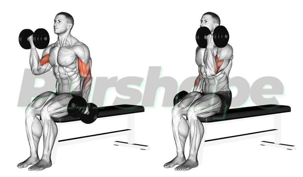 Exercice curl biceps assis Exercice curl biceps assis