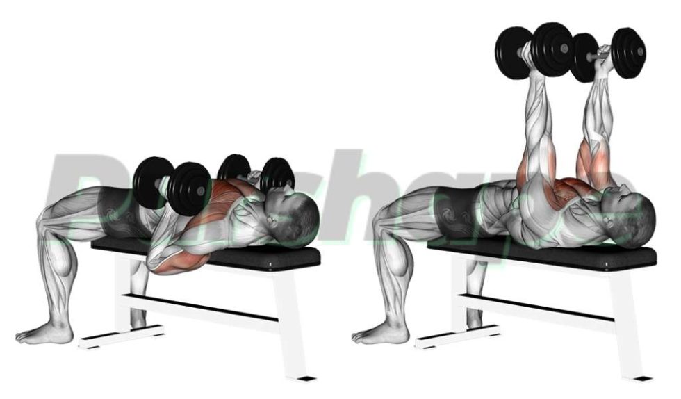 Exercice développé couché haltères PURSHAPE