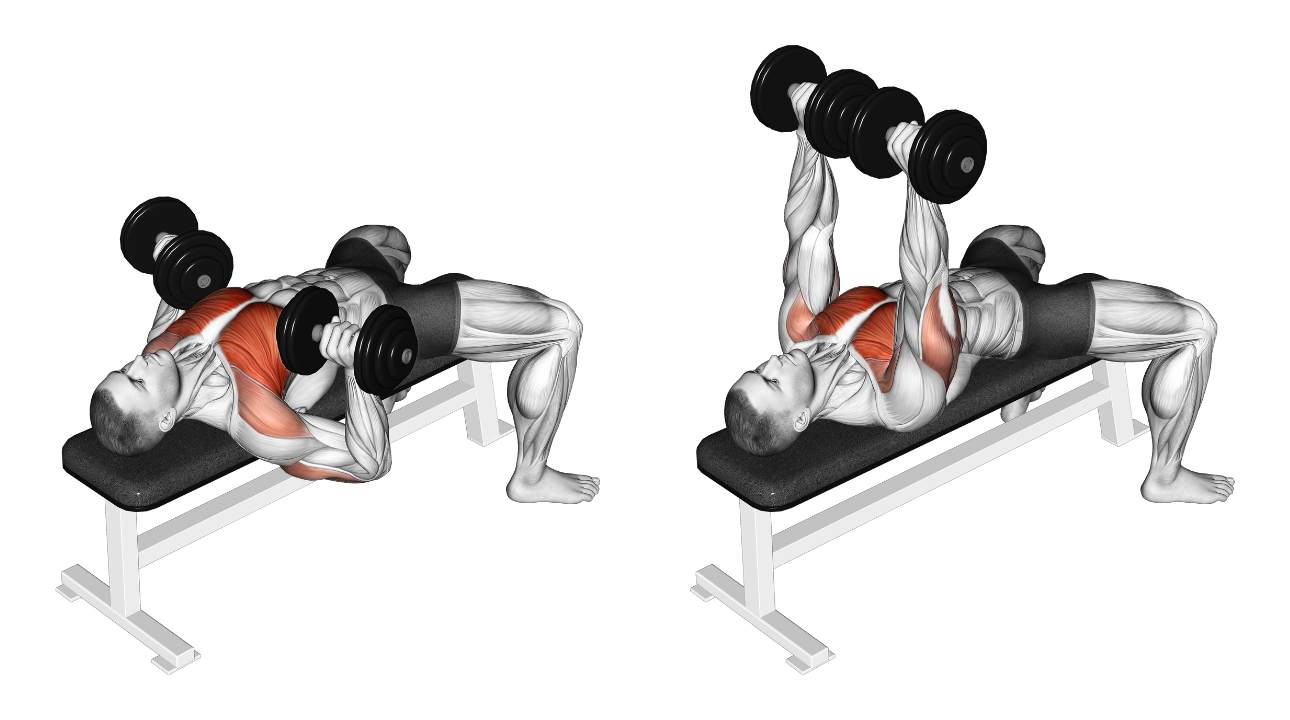 Exercices musculation coach virtuel Développé couché avec haltères 1 Exercices musculation coach virtuel Développé couché avec haltères 1